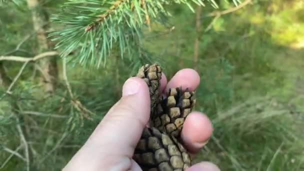 Pinecone in de hand van een man. Organisch natuurconcept. — Stockvideo