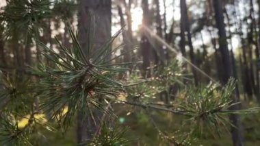 Rüzgarda sallanan uzun yeşil iğneli bir çam dalı, yakın çekim statik çekim.