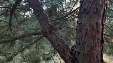 Rüzgarda sallanan uzun yeşil iğneli bir çam dalı, yakın çekim..