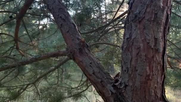 Una rama de pino con largas agujas verdes balanceándose en el viento, disparo de primer plano. — Vídeos de Stock