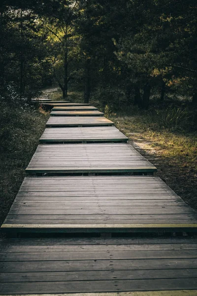 En trästig i den djupa skogen med tallar. — Stockfoto