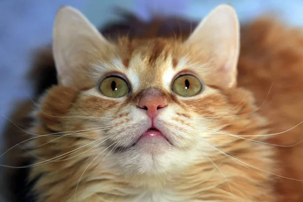 Πορτρέτο Μιας Νεαρής Κοκκινομάλλας Γάτας — Φωτογραφία Αρχείου