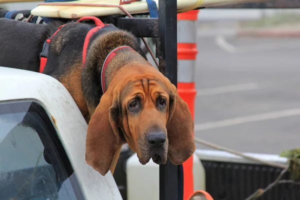 Bloodhound Červený Pes Autě — Stock fotografie
