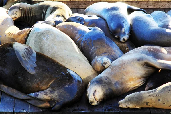 Dit Pier Zeeleeuwen San Francisco — Stockfoto