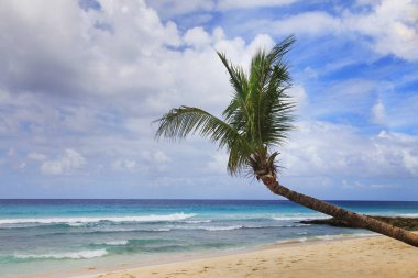 Barbados'taki bir palmiye ağacı ile tropikal plaj