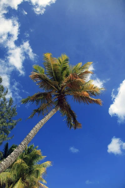 Vue Sur Belle Plage Tropicale Avec Palmier Coucher Soleil Barbade — Photo