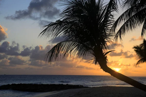 Перегляд Nice Тропічному Пляжі Палм Захід Сонця Барбадос — стокове фото