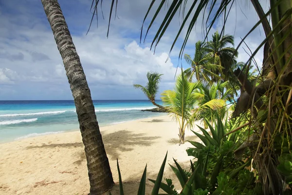 在巴巴多斯的棕榈树热带海滩 — 图库照片