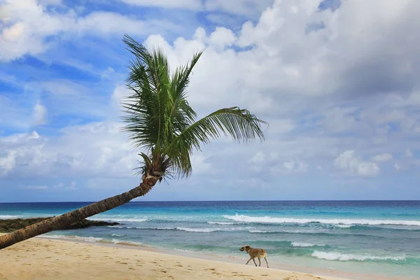 在巴巴多斯的棕榈树热带海滩 — 图库照片