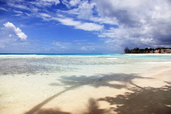 Tropisk Strand Med Palmetræ Barbados - Stock-foto