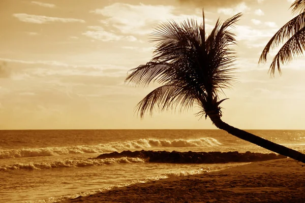 Vue Sur Belle Plage Tropicale Avec Palmier Coucher Soleil Barbade — Photo