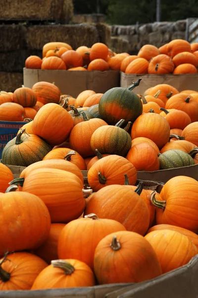 Fair Pumpkins California — Stock Photo, Image