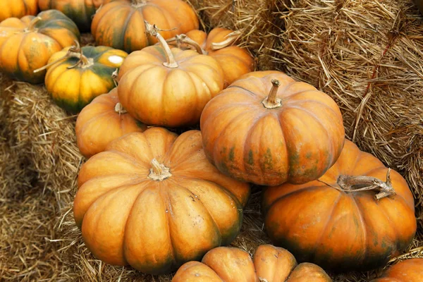 Fair Pumpkins California — Stock Photo, Image