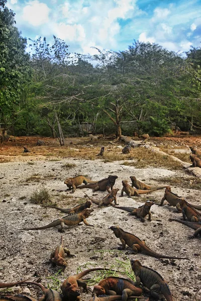 Gregge Iguane Nella Repubblica Dominicana — Foto Stock
