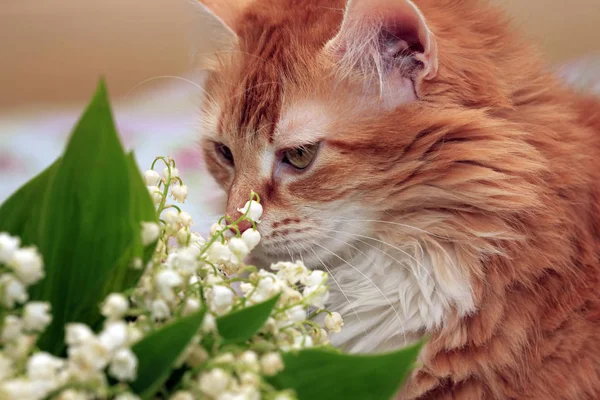 Çiçek Ile Genç Bir Kızıl Saçlı Kedi Portresi — Stok fotoğraf