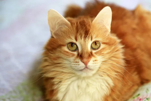 一只年轻的红头发的猫的肖像 — 图库照片