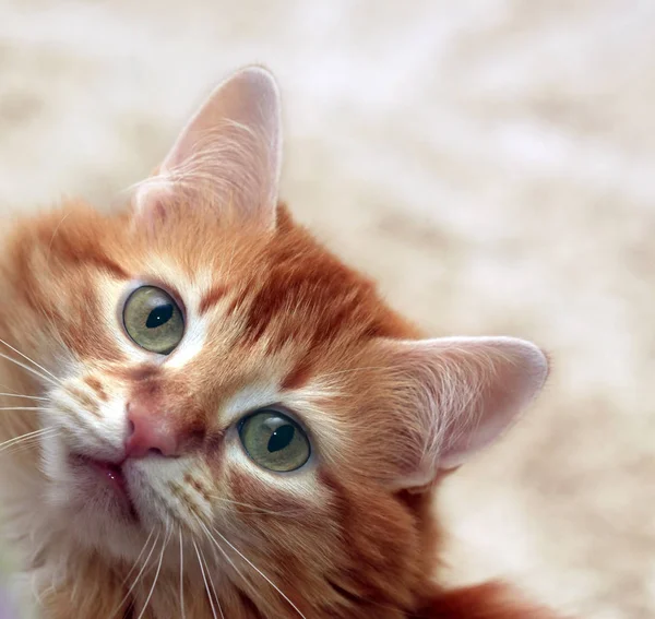 Porträt Einer Jungen Rothaarigen Katze — Stockfoto