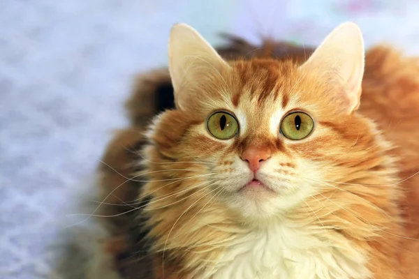 若い赤毛の猫の肖像画 — ストック写真