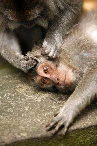 Aile Maymun Bali Bir Hayvanat Bahçesi Endonezya — Stok fotoğraf