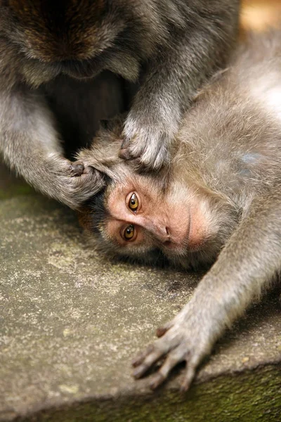 Familie Van Apen Bali Een Dierentuin Indonesië — Stockfoto