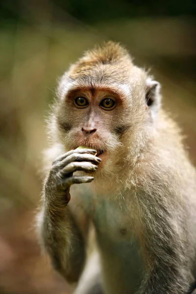 Retrato Macaco Triste Floresta Macacos Bali Indonésia — Fotografia de Stock