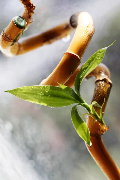 Листья Молодого Бамбука Высыхающем Стебле — стоковое фото