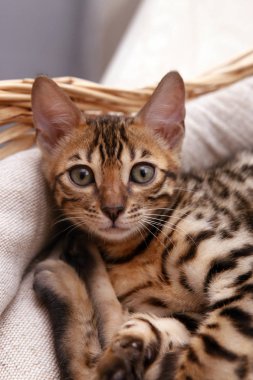 Sepette küçük Bengal kedisi