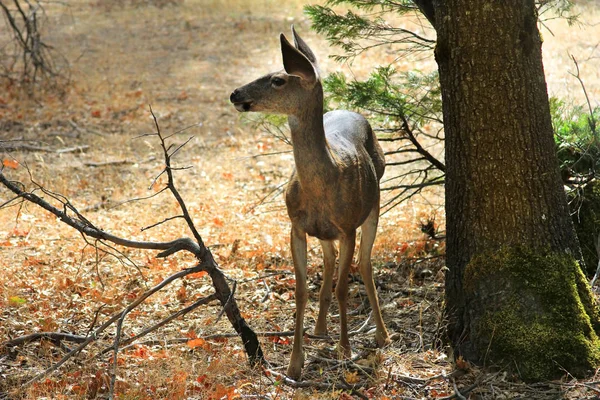 Doe Részletes Portré Elszigetelt Erdő Háttér Kalifornia Yosemite Nemzeti Park — Stock Fotó