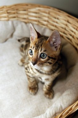 Small bengal kitten in a basket clipart