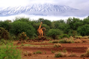 Ücretsiz zürafalar Tsavo Milli Parkı'nda
