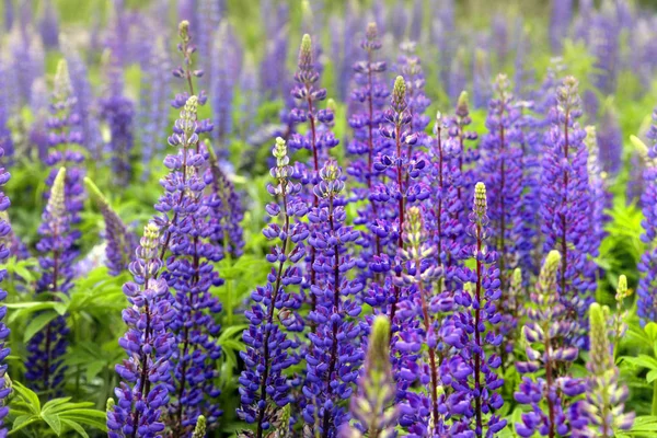 Pole Lupinus z niebieskimi kwiatami — Zdjęcie stockowe