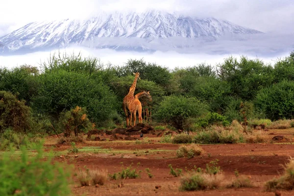 Giraffe gratuite nel Parco Nazionale di Tsavo — Foto Stock