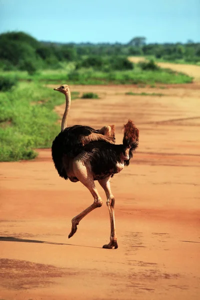 Ostrich in Tsavo East National Park — Stock Photo, Image