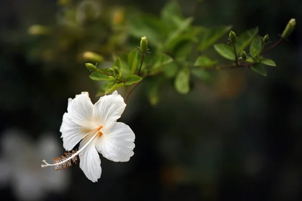 Біла китайська троянда, квітка взуття або квітка білого гібіска. — стокове фото