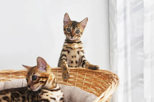 Small bengal kitten in a basket — Stock Photo, Image