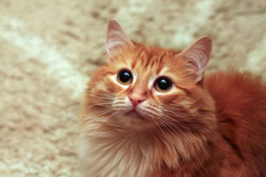 Ginger cat portre. Bir kedi kafa close-Up.