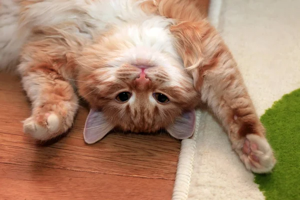 Gato vermelho deitado no perkette da casa — Fotografia de Stock