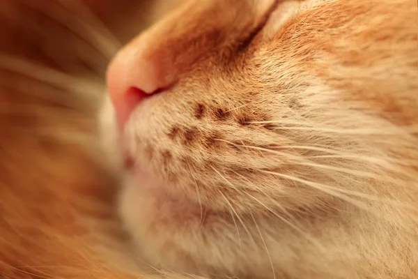 Čenich zázvorové kočky zblízka — Stock fotografie