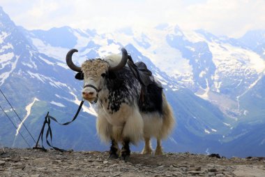 Yak in the mountains of Dombai clipart