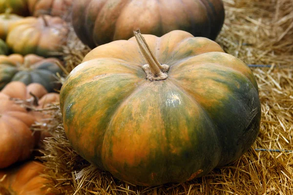 Fair of a pumpkins in California — Stock Photo, Image