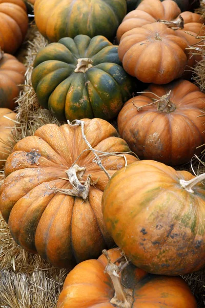 Foire d'une citrouille en Californie — Photo