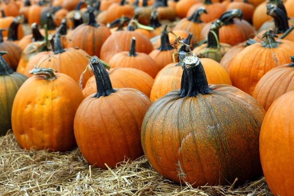 Fair of a pumpkins in California — Stock Photo, Image