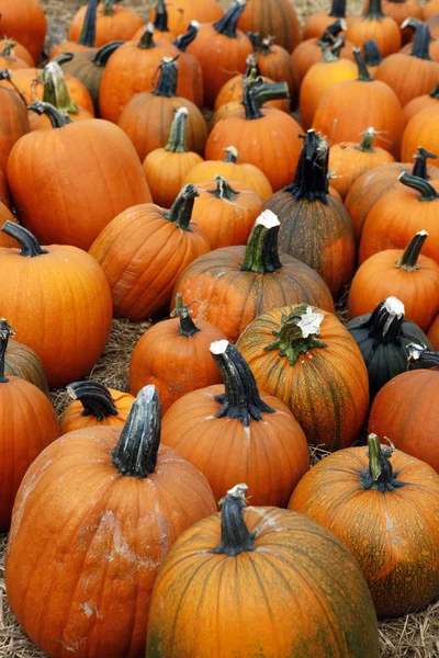 Fair of a pumpkins in California — Stock Photo, Image