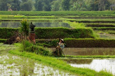 Bali. Endonezya, 14 Temmuz 2010: Endonezya 'nın Bali, Endonezya ovalarında su basmış bir alanda pirinç ekimi üzerinde çalışan tipik bir Asyalı kadının genel görünümü