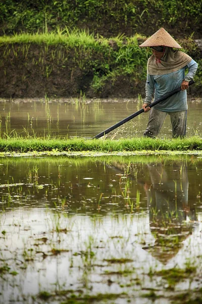 Bali Indonesien Juli 2010 Översikt Över Typisk Asiatisk Kvinna Som — Stockfoto