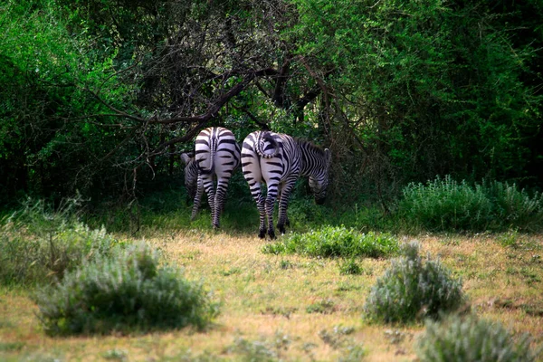 Manada Cebras Sabana Parque Nacional Amboseli Kenia — Foto de Stock
