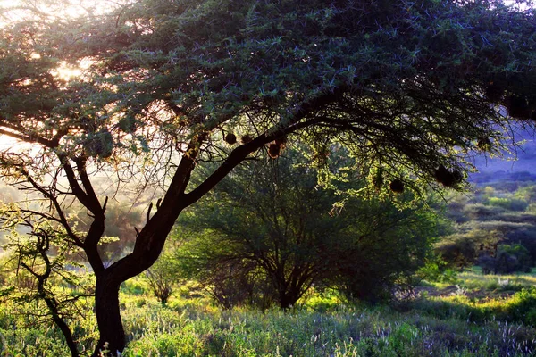 Tramonto Degli Alberi Nella Savana Africana Kenya — Foto Stock