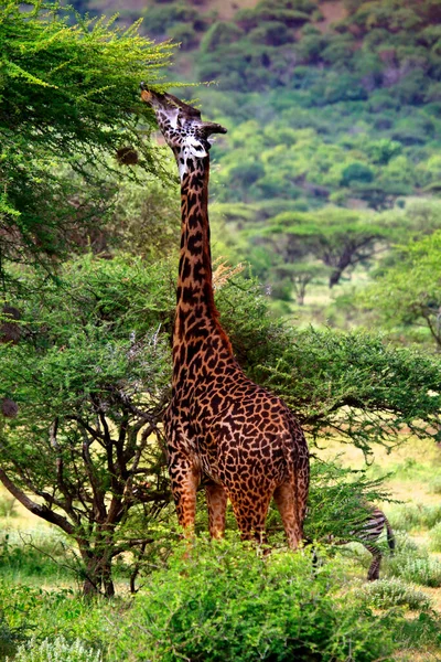 Jirafa Gratis Parque Nacional Tsavo Kenia Fotos De Stock