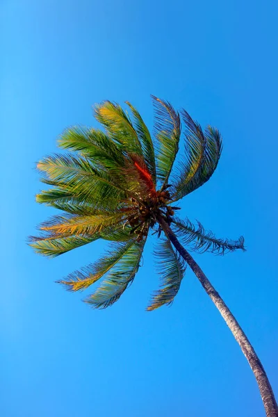Ağaç Coco Alttan Görünüm Telifsiz Stok Imajlar