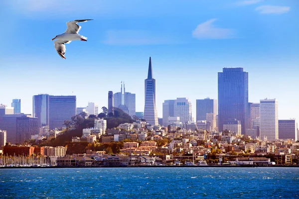 サンフランシスコを背景に湾を飛ぶカモメ ストック写真